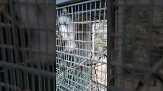 Claudia the black-faced cuckoo shrike