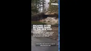 Missing otter returns to NEW Zoo, one still on the loose