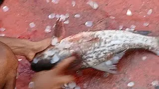 5 Simple Tricks to INSTANTLY Improve Your Fish Cutting Technique