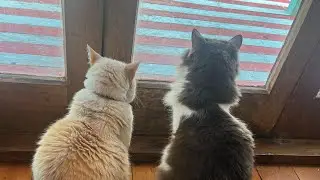 two anxious kitties (a friendship and love story)