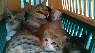 Mother Cat And Her Kittens Panting Because Of Stress After They Were Rescued