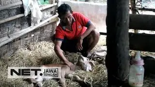 Aneh Tapi Nyata, Anak Sapi Ini Berkepala Dua Dan Punya Tiga Telinga - NET JATENG