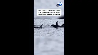 Orca that carried dead calf for weeks in 2018 is doing so once again