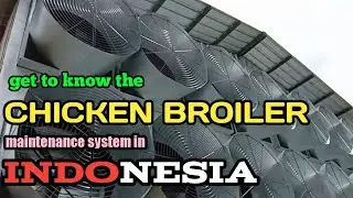 Get to know The chicken broiler in indonesia
