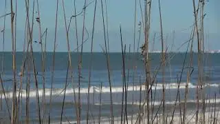 beachgrass