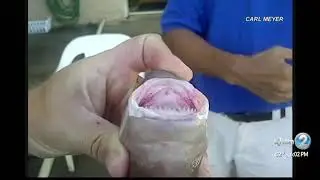 Small but Fearsome CookieCutter Shark attacks Swimmer