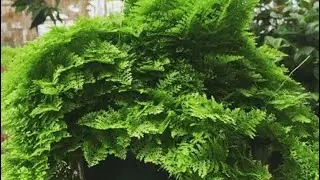 Let&rsquo;s plant  &ldquo;COTTON CANDY FERN&rdquo;#beautiful#hangingplants