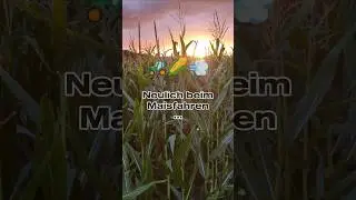 Immer der Nachbar😡😂 *Werbevideo #landwirtschaft #corn #harvest #traktor #chat #fendt