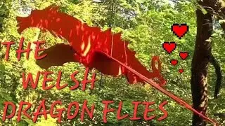 WELSH DRAGON (FLYING) IN THE WOODS #WelshDragon #Welsh #Wales #RedDragon #Dragon #FlyingWelshDragon