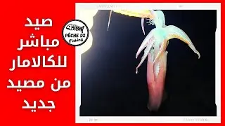 صيد مباشر للكالامار من مصيد جديد