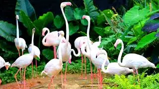 راج ہنس پرندے کی ویڈیو Video of the swan bird