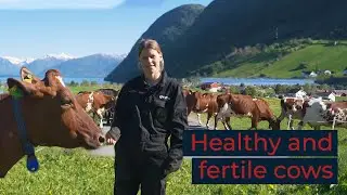 Norwegian Red &ndash; Healthy and Fertile Cows Since the 70s