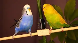 Affectionate Budgies 💕