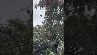 Plot twist: That &lsquo;mountain&rsquo; is actually a single massive lychee tree! #Lychee #AncientTree