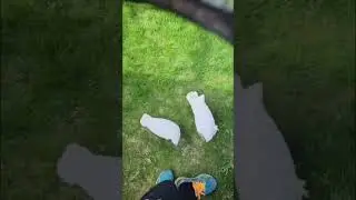 Blue Eyed Cockatoo&hellip;.