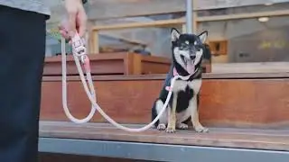Stop the Escape! The Ultimate Comfort & Safety Dog Harness for Small/Medium Breeds