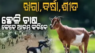 ଛେଳି ଚାଷ କେବେ ଆରମ୍ଭ କରିବେ || How to start Goat farming in Odisha || ଛେଳି ପାଳନ ଆରମ୍ଭ କରନ୍ତୁ .