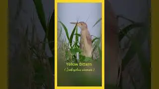 #shorts | Birds | The Yellow Bittern