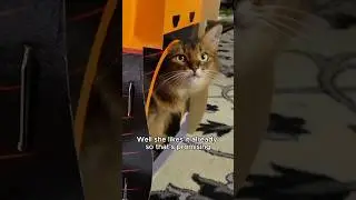 Must watch! Adorable Cat Builds Her Own Pirate Ship!