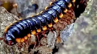 How Yellow- spotted millipede MATING @ Make Love