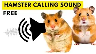 Hamster call sound | Make the hamster come to you