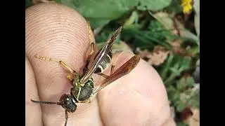 always grooming 🥰 #paperwasp ✌️&hearts;️
