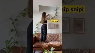 Mini monstera propagation & care tips🌿✂️ #shorts #plants rhaphidaphora tetrasperma  #indoorplanting