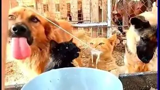 funny videos about cats and dogs #cat #dog #funny