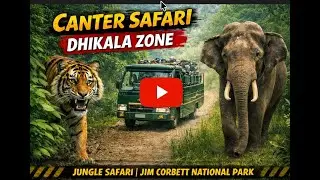 Canter safari Jim Corbett | Dhikala Zone I Jim Corbett National Park I #dhikala 