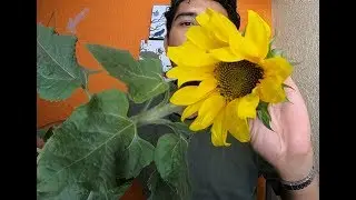 CUIDADOS DEL GIRASOL 🌻#153
