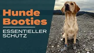 🐾 Pfotenschutz: Warum Booties unverzichtbar sind!🌞🏞️