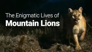 【Camojojo】Mystery of the Solitary Hunter: The Enigmatic Lives of Mountain Lions