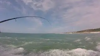 autre pieuvre en surfcasting appat sardine spot phare de Biarritz