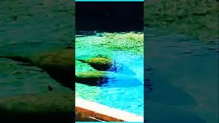 Florida Manatee 🎵 🎶