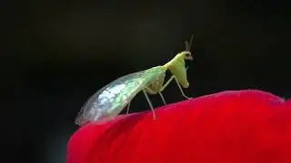Mantisfly grooming