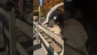 Abmas Farm Wyckoff NJ Animals at the Petting Zoo, 10/23/24.