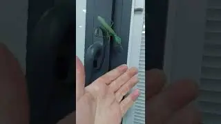 Free-roaming Mantis
