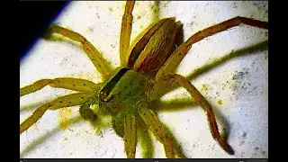 Two tone Micrommata ligurina