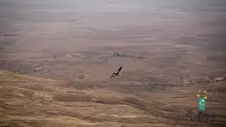 Maca Tobiano - Los Antiguos - Santa Cruz