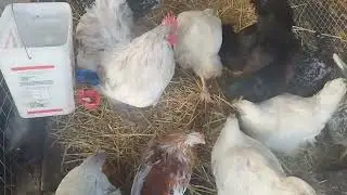 #orpington #swedish #chicken #garlic #ginger #cold #winter #stress #management #avian #flu #free
