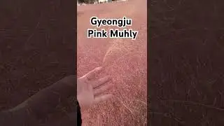 Gyeongju Pink Muhly #korean #bestkorea #pinkmuhly