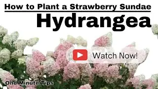 HOW TO PLANT A STRAWBERRY SUNDAE HYDRANGEA! One Minute Tips - Gardening #shorts #shortsvideo