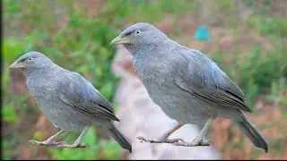 jungle babbler sound  babbler bird sound Grey female babbler ki video