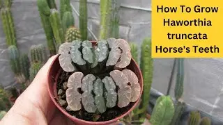 How to Grow Haworthia truncata 'Horse's teeth' Succulent #cactusandsucculents