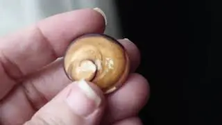 Cat's Eye Shell Crystal Blessing