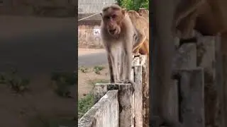 Funny monkey #comedy #funny #tamil