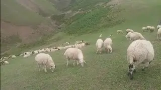 Bell sheep grazing in lush summer mountain valleys