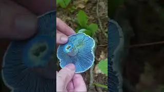 RARE Blue Colored Mushroom Found in the Forest. Indigo Milkcap. Bushcraft / Survival skills