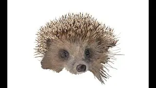Hedgehog illustration in progress for animal charities and rescues to sell on gifts and products