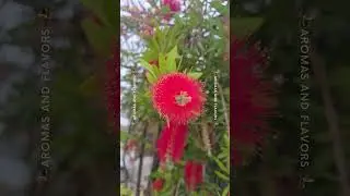 Lemon Bottlebrush: is it poisonous?